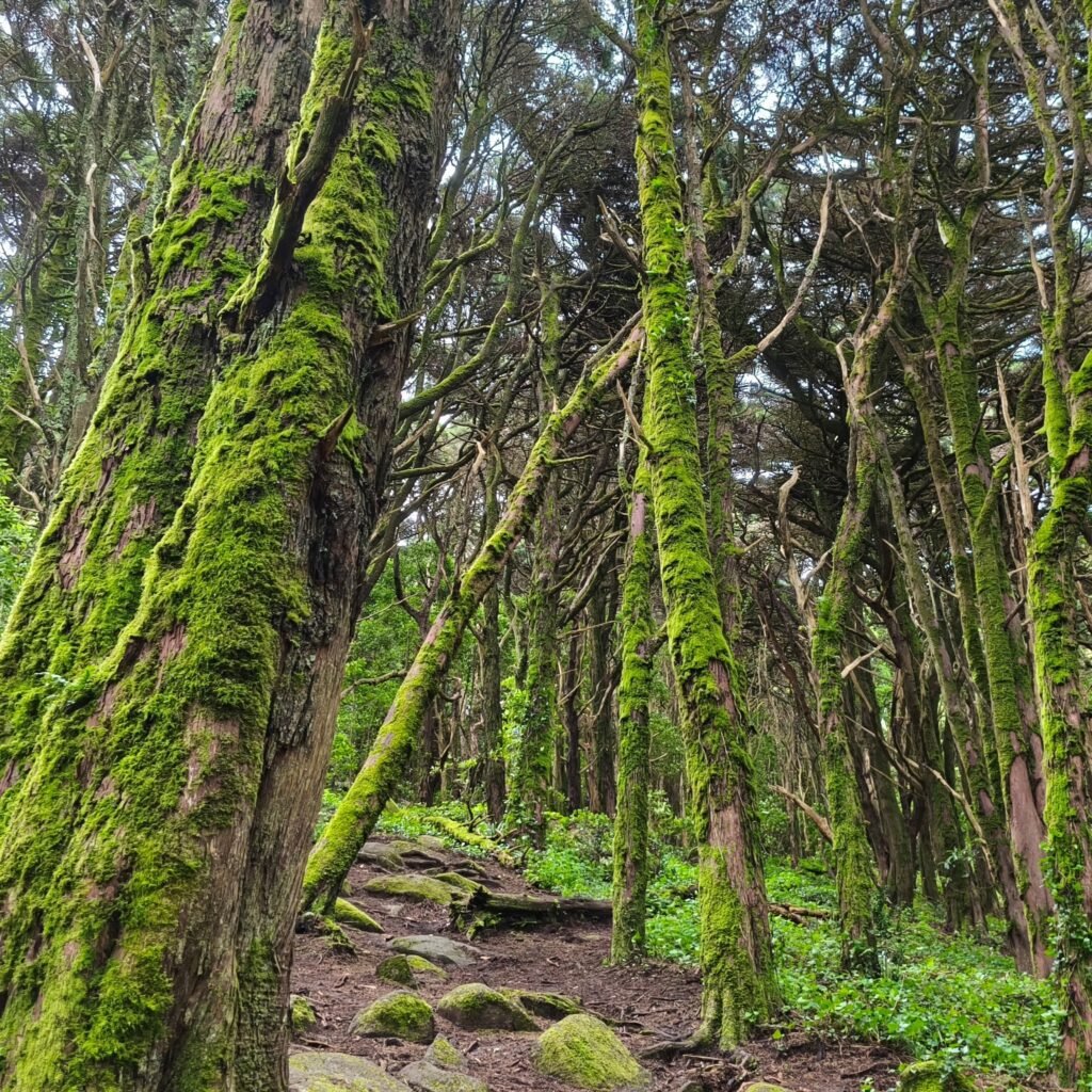 Dense mossy trees on the Hidden Sintra Hike through Serra de Sintra.