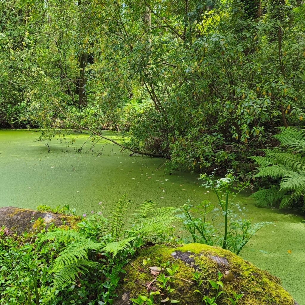 Green pond surrounded by forest along the Hidden Sintra Hike trail in Sintra-Cascais Natural Park.