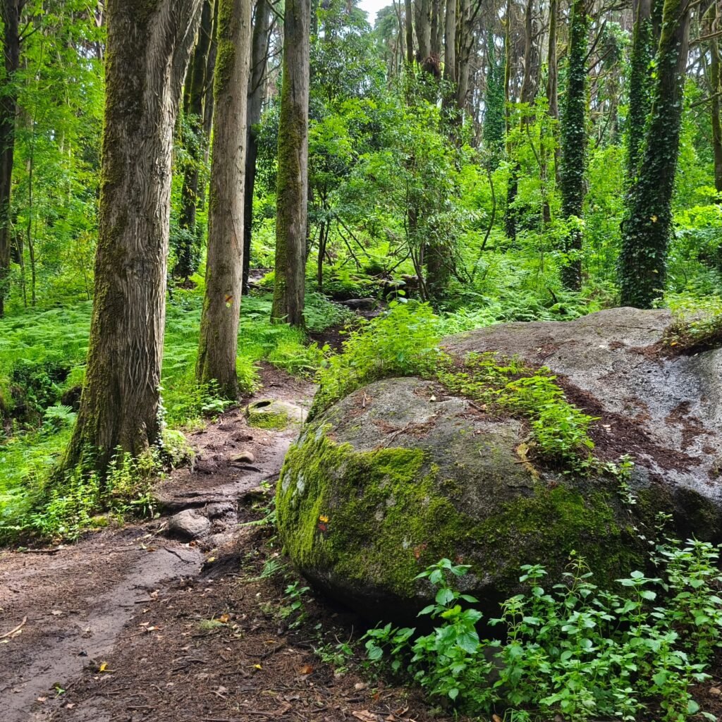 Hiking trail passing by boulders and trees in the Serra de Sintra on the Hidden Sintra Hike.