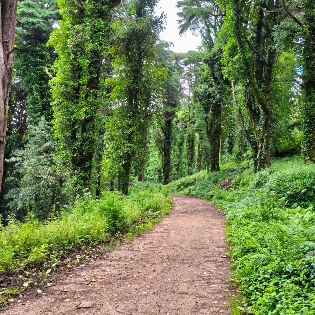 Shaded forest trail on the Hidden Sintra Hike near Sintra’s famous monuments like Pena Palace.