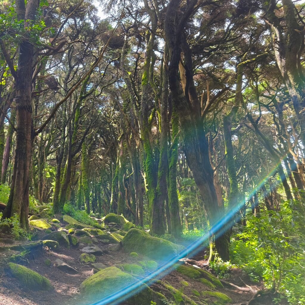 Rays of sunlight shining through tall trees on the Hidden Sintra Hike in Serra de Sintra.