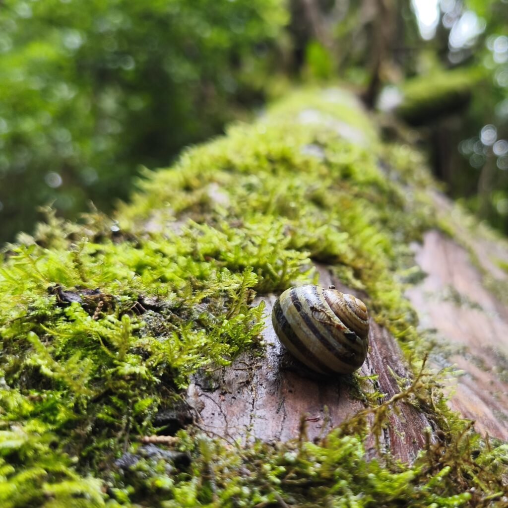 Close-up of a snail on a mossy tree during the Hidden Sintra Hike in Serra de Sintra.