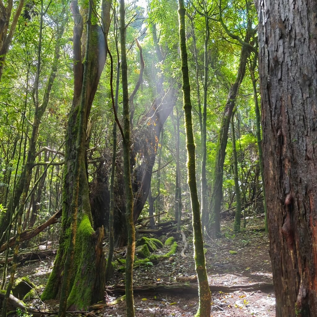 Sunlight filtering through the tall forest on the Hidden Sintra Hike in the Sintra Mountains.