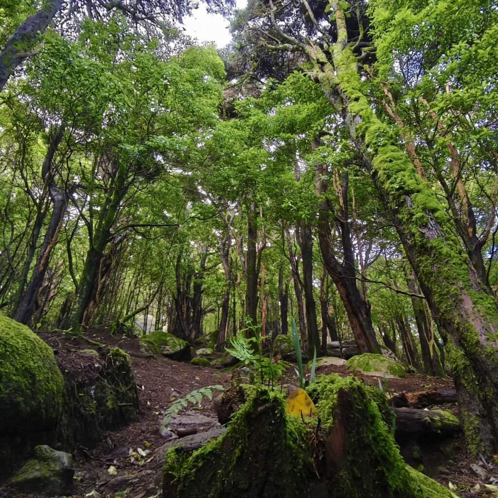 Lush green moss-covered trees along the Hidden Sintra Hike trail in the Serra de Sintra.