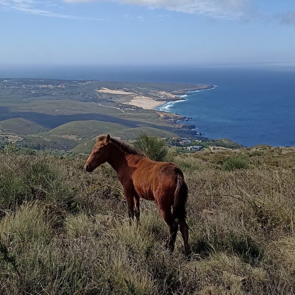 Free-roaming horse spotted along the Hidden Sintra Hike with views over the Atlantic coastline.
