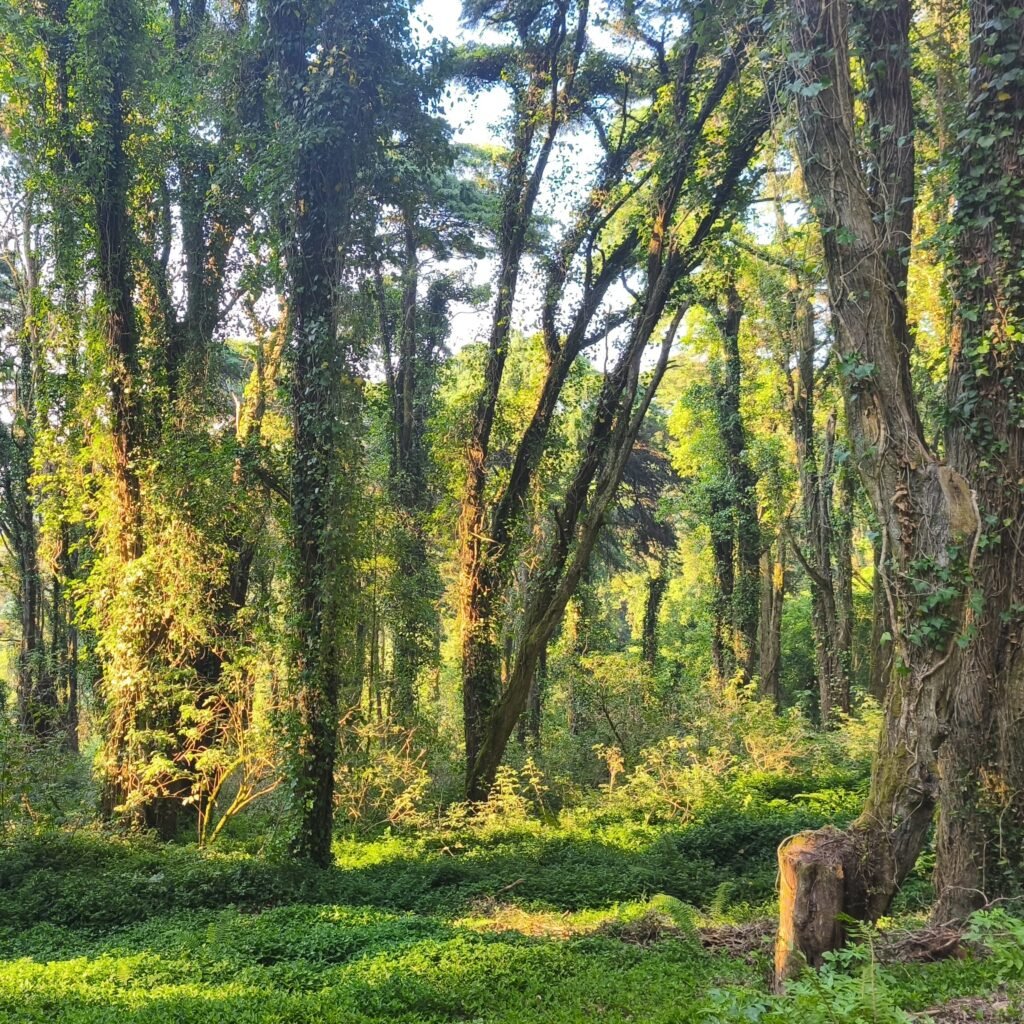 Green woodland path through Serra de Sintra on the Hidden Sintra Hike with Volta Adventures.