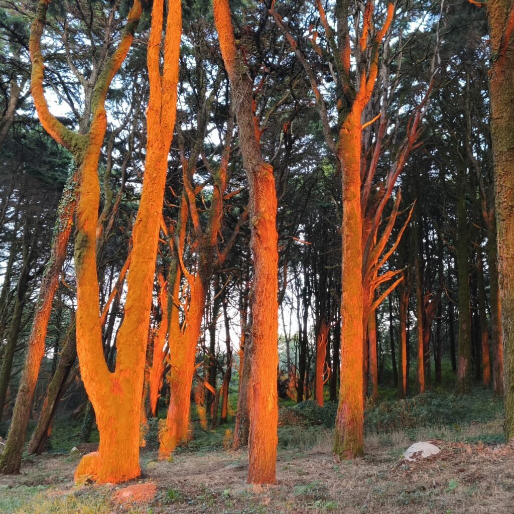 Strikingly colored trees glowing in the forest during the Hidden Sintra Hike.