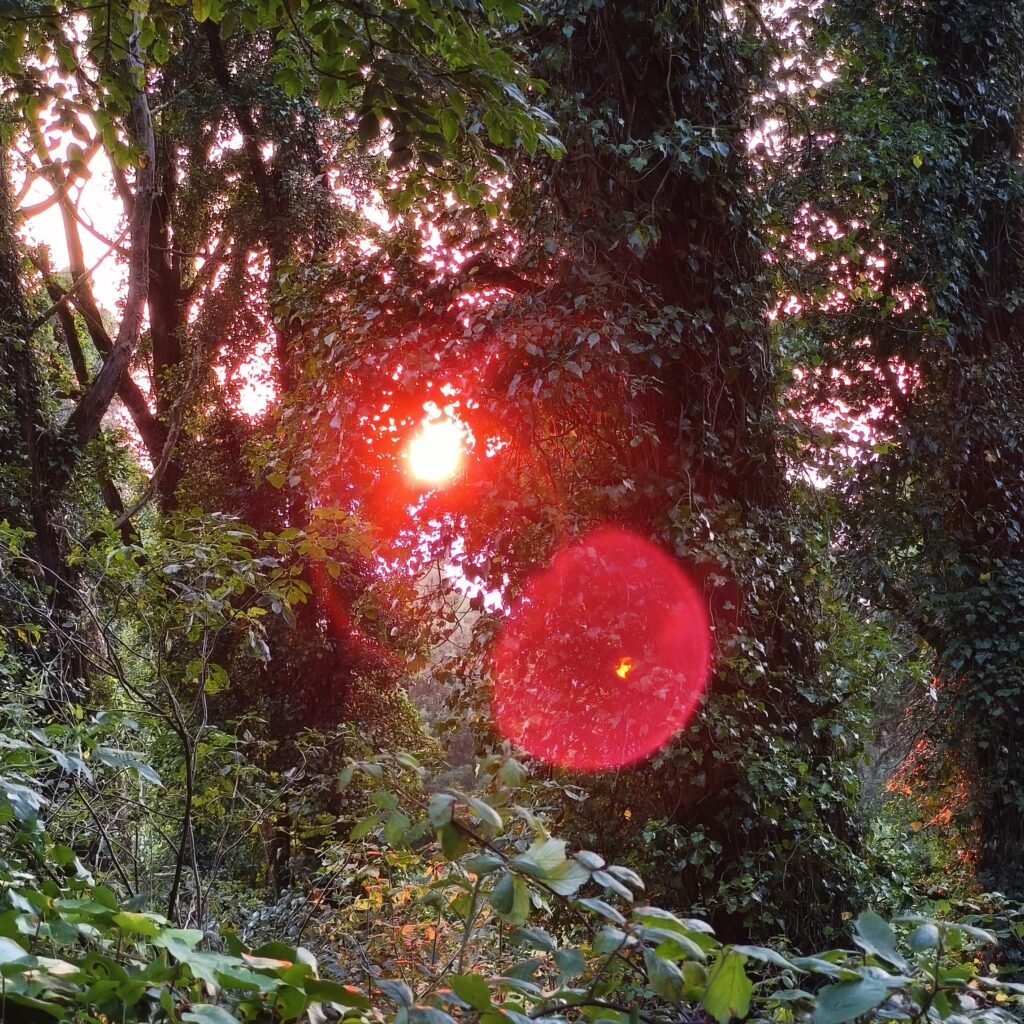 Red sun shining through the forest at dusk on the Hidden Sintra Hike in Serra de Sintra.